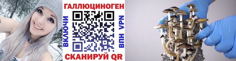 даркнет телеграм mega онион Галлюциногенные грибы Psilocybine cubensis Пугачёв что такое наркотик